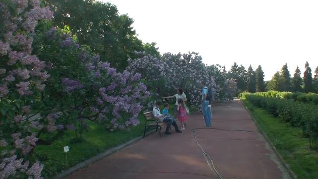 Сирень в ботсаду МГУ