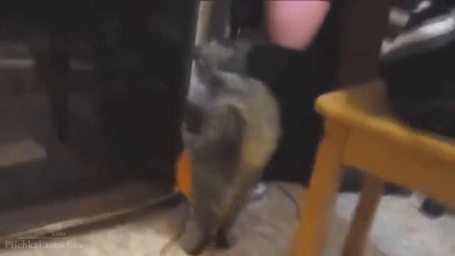 Самые Смешные котики 2013 года