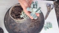 PACHYVERIA POWDER PUFF. Como multiplicar @Suculentasdacreusa