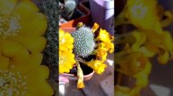 Бутоны и цветение моих кактусов🌵Весна 2022 🌞часть 1