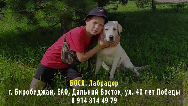 Пропала собака! БОСЯ. Лабрадор. г. Биробиджан, ЕАО, Дальний Восток