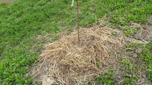 обзорчик нашего молодого сада яблони, черешни, вишни, груши,сливы, персики и абрикосы