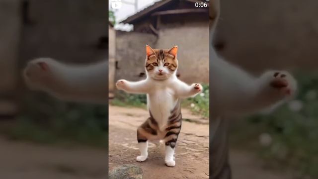 cat-dance_1.mp4