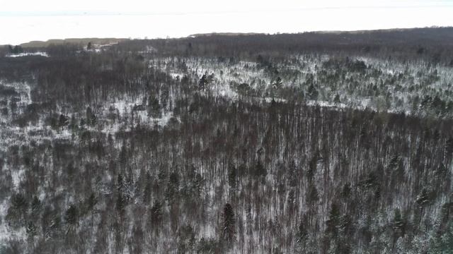 Лоси на берегу Псковского озера