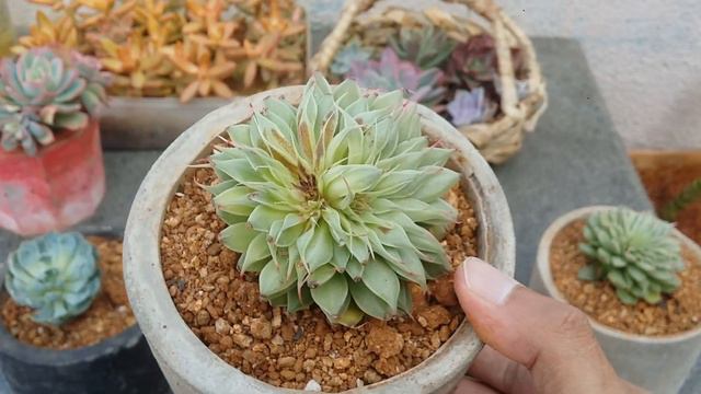 || HOW TO HANDLE SUCCULENTS WITH TRANSIT STRETCH  ||
