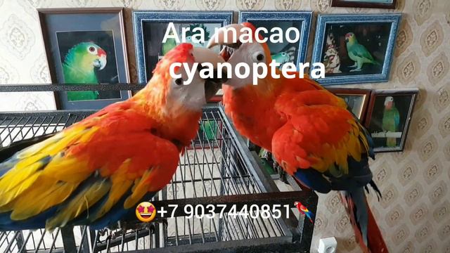 Красный ара (Ara macao cyanoptera) - птенцы выкормыши из питомника