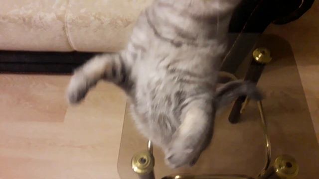 Дрессированная кошка выполняет команду служить!