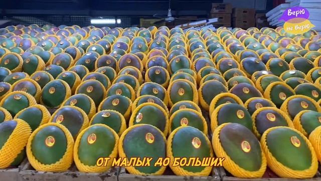 Тропические фрукты острова Хайнань