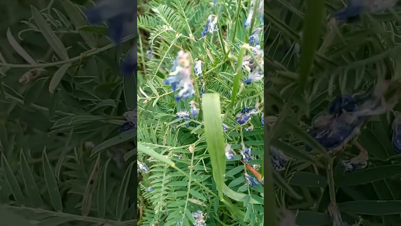 Красивые интересные цветы Мышиного горошка Beautiful interesting flowers of Mouse Pea 鼠豌豆美丽有趣的花朵 マウス