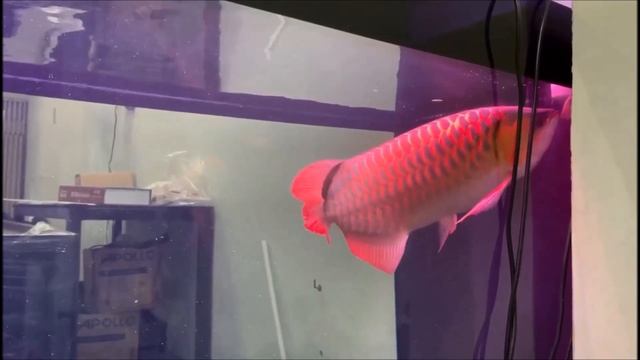 Beautiful Batik Arowana | DIY Snakeskin Arowana Fish