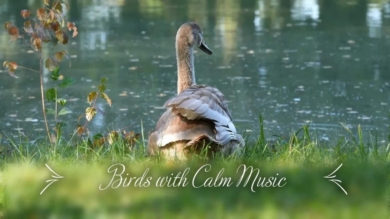 Птицы мира - сценический фильм о дикой природе с успокаивающей музыкой