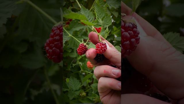 "Nature's Bounty  Blooming Health   Harnessing the Power of Edible Flowers and Nutrient Packed Frui