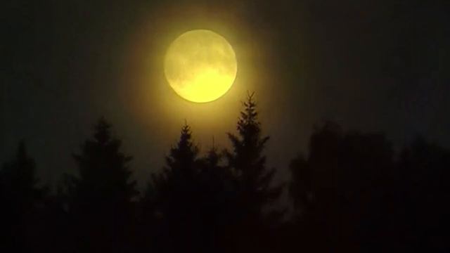 Калина алая