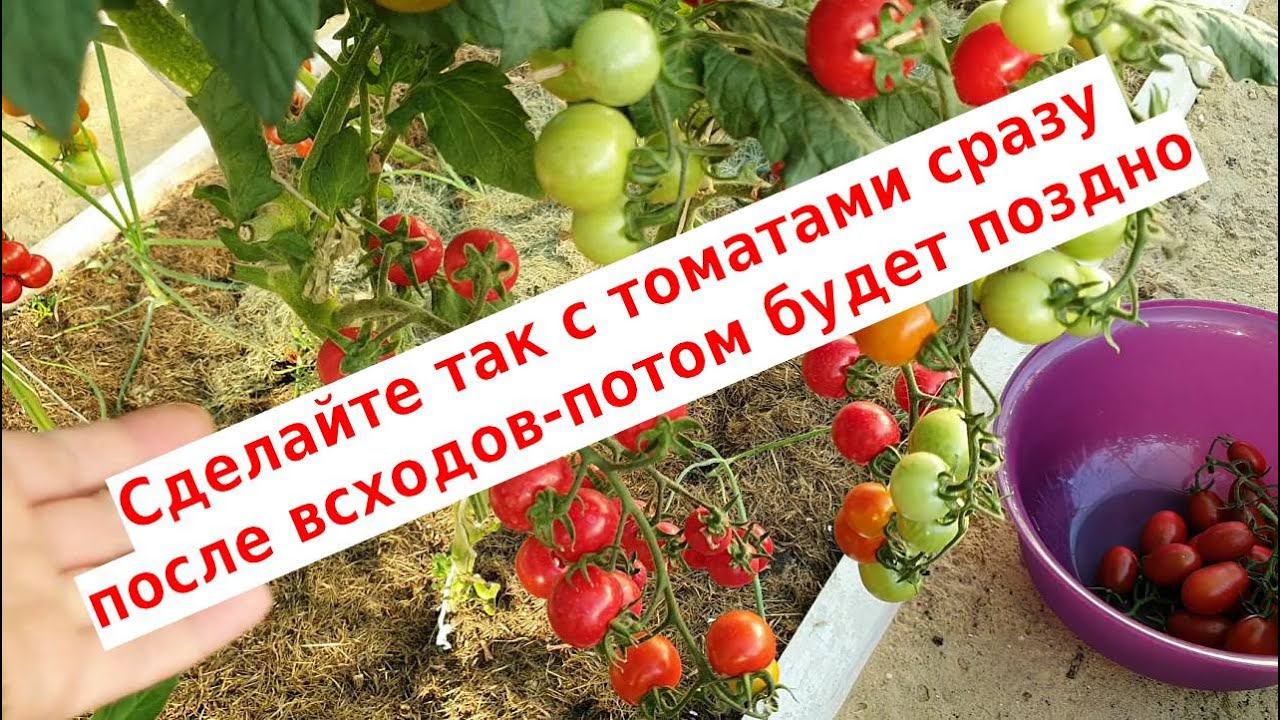 Сделайте так с томатами после всходов, чтобы увеличить урожай