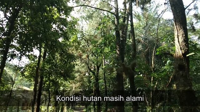 SIRIH GADING JUMBO I MONSTERA EKOR NAGA I KELADI