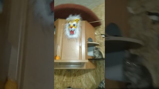 КоТлин -Остров -Котов ❤️❤️❤️ находиться в городе Кронштадт ❤️