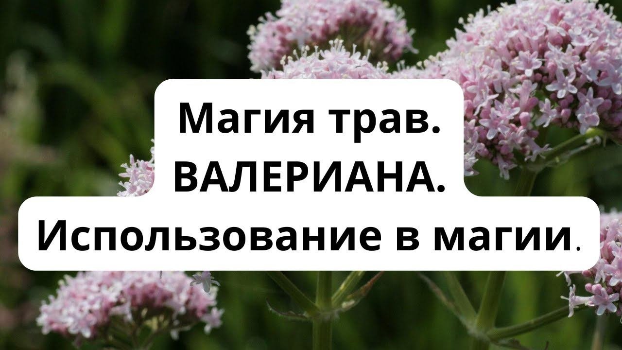 Магия трав-ВАЛЕРИАНА.  Использование в магии.