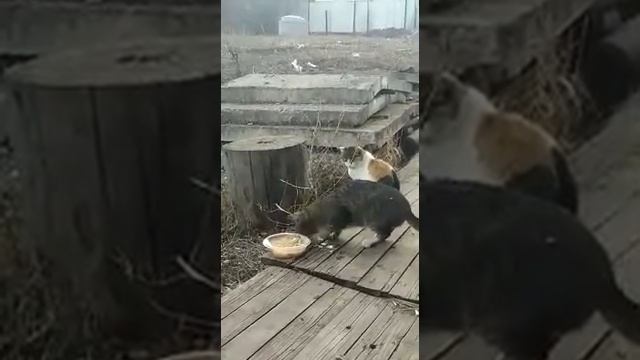 Этот сумашедший кот, супы ест только так