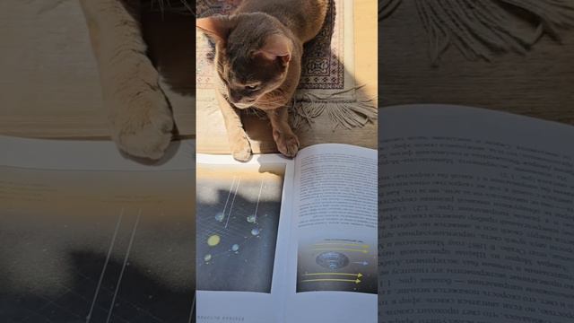 Что читает котик? #котик #книги #прикол