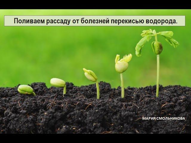 Поливаем  рассаду от болезней перекисью водорода .