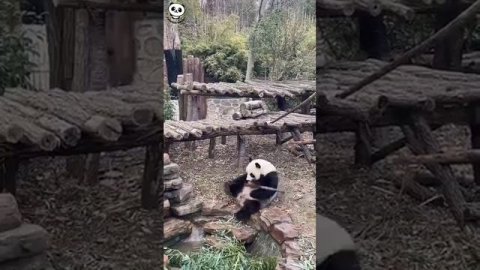 панда с плохим настроением