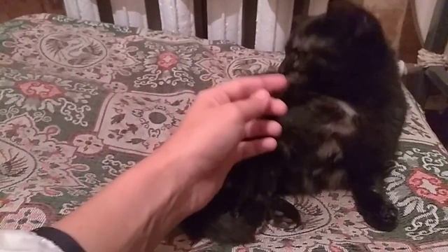 котята в добрые руки 2020 Саратов(3)