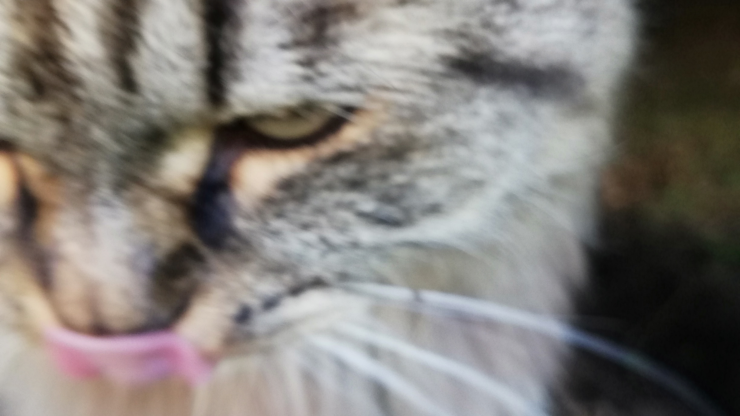 Кот
