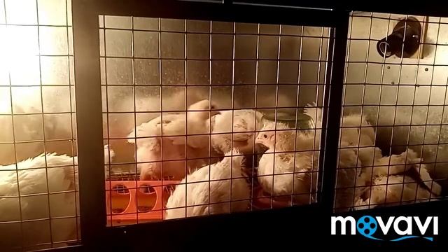 Бройлера 20дней, взвешиваем?
