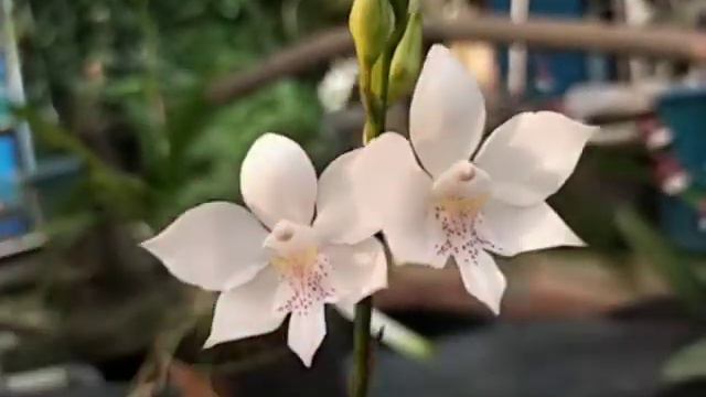 Caularthron bicornutum
