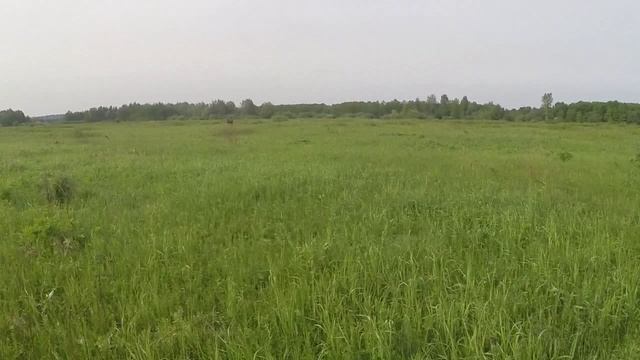 Лось в природе - монолог.