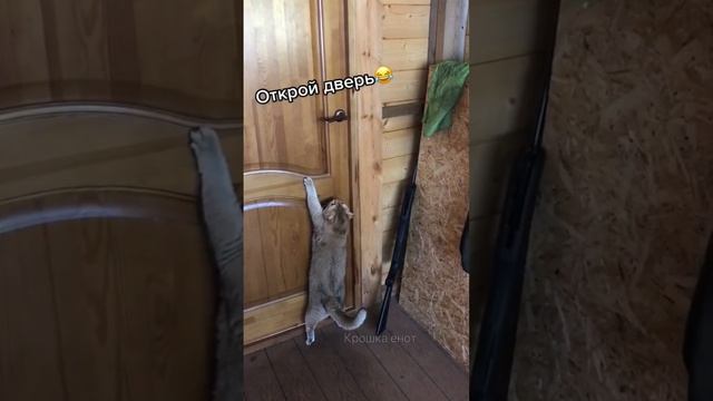 Говорящий ??