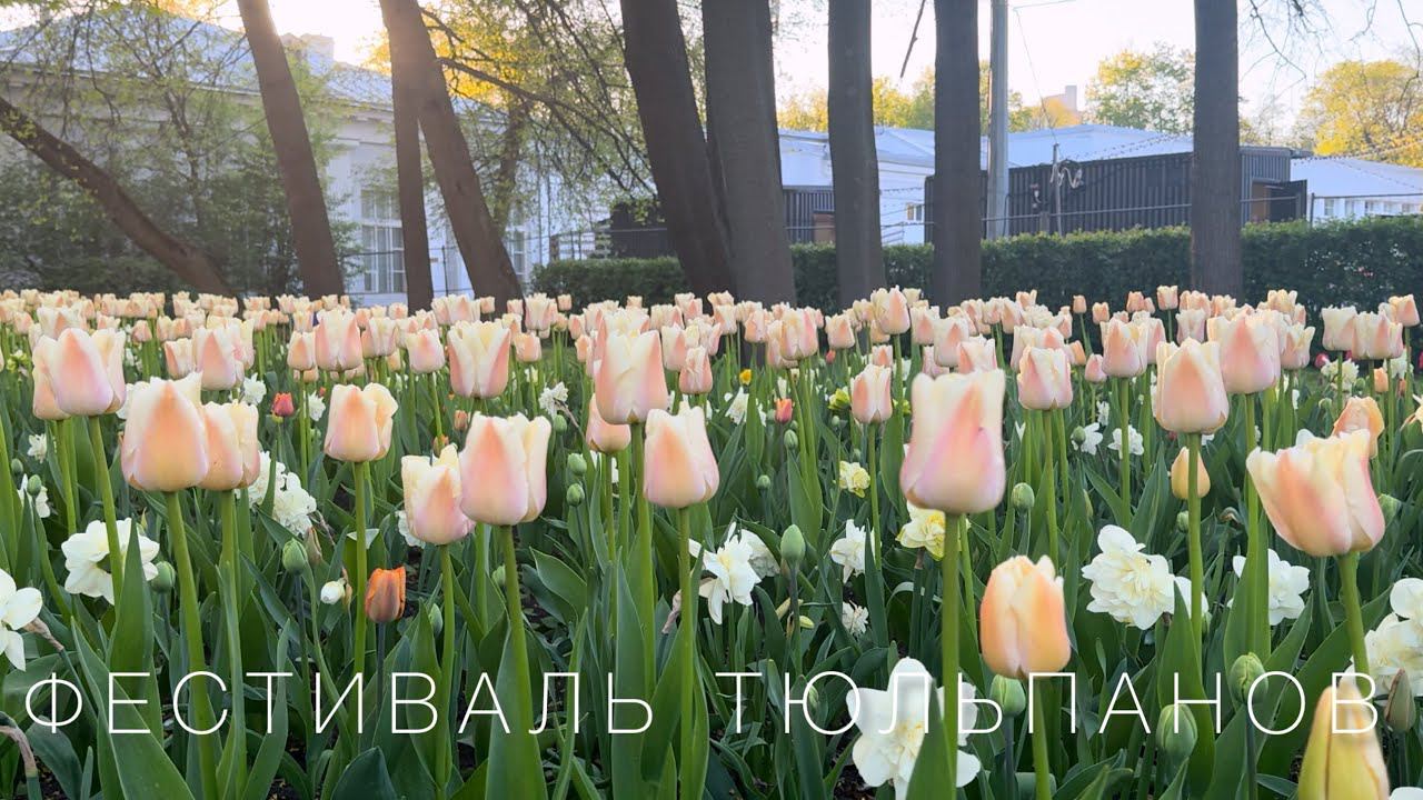 Фестиваль тюльпанов ЦПКиО им. Кирова Санкт-Петербург 18.05.24г.