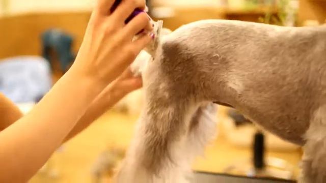 シュナウザー　シャネルのトリミング風景　　ファーモ　轟凌佳
