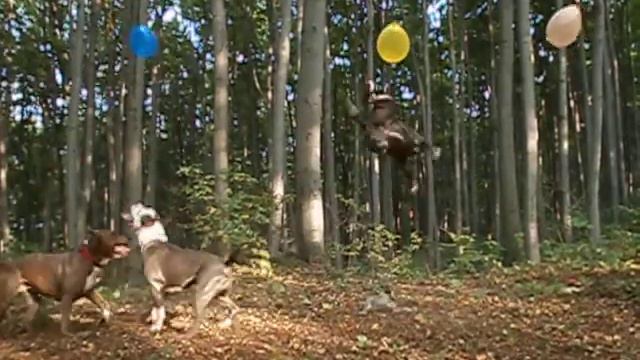 питомник АСТ " EMARLAND" развлекается