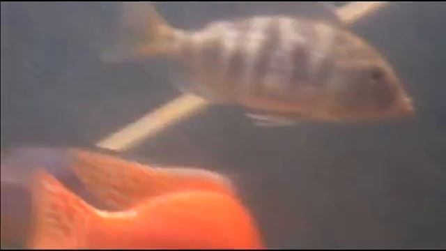 Bonappetite: The Venustus X Blue Dolphin Hybrid RARE CICHLID