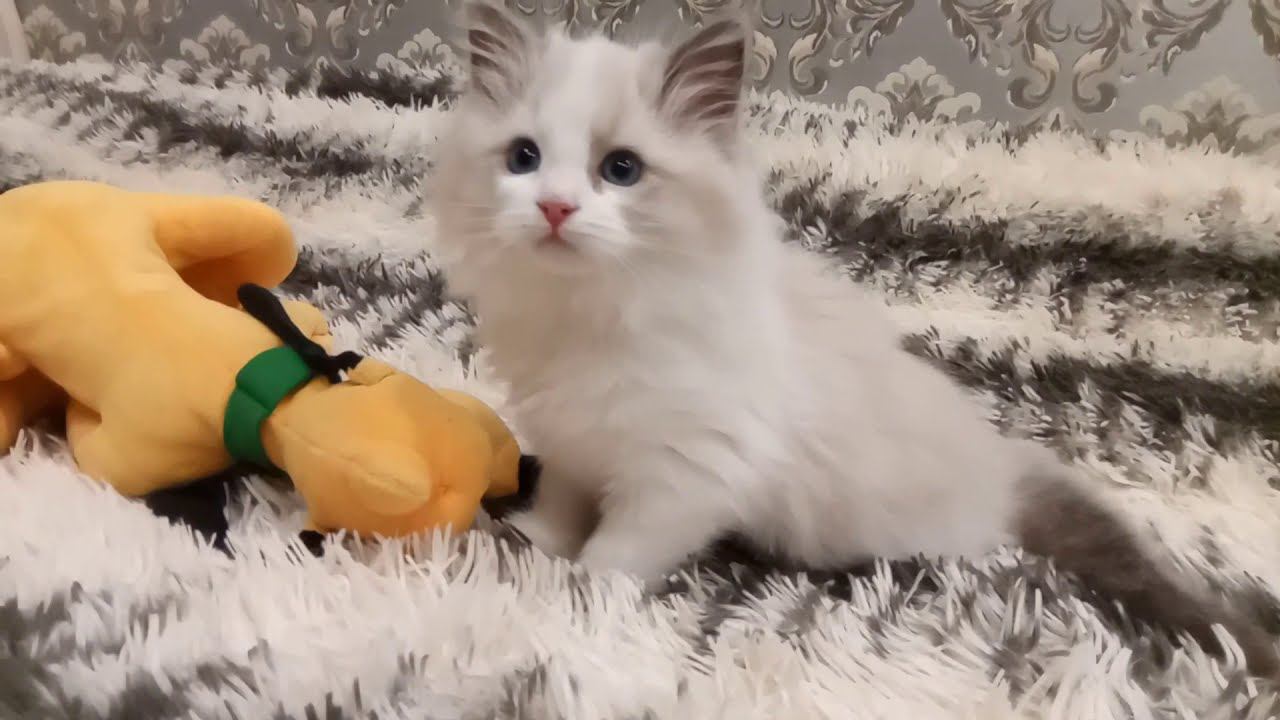 Кошечка РЭГДОЛЛ. Charlotte Woolly Bolls 28.08.19 г.р.