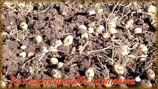 Урожай картошки чудесный!Картошка урожайная!