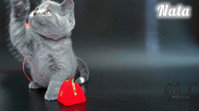 Голубая британская кошечка из питомника британских кошек. позирует на камеру