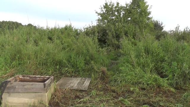 Начали обихаживать купленный дом.  01. 08. 2016