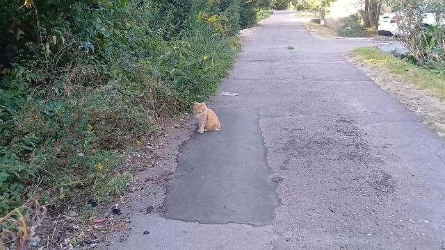 Сентябрьские коты
