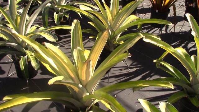 Bromeliad Family Tree... Aechmea!