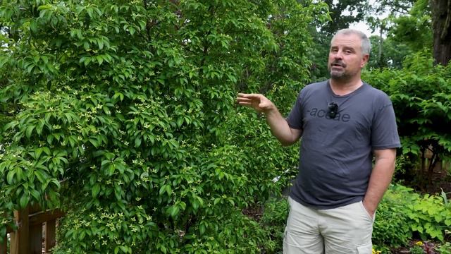 May 1st Garden Tour - Evergreen Dogwood is Looking Great!
