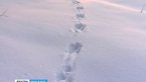 В лесах Ярославской области пересчитывают диких животных