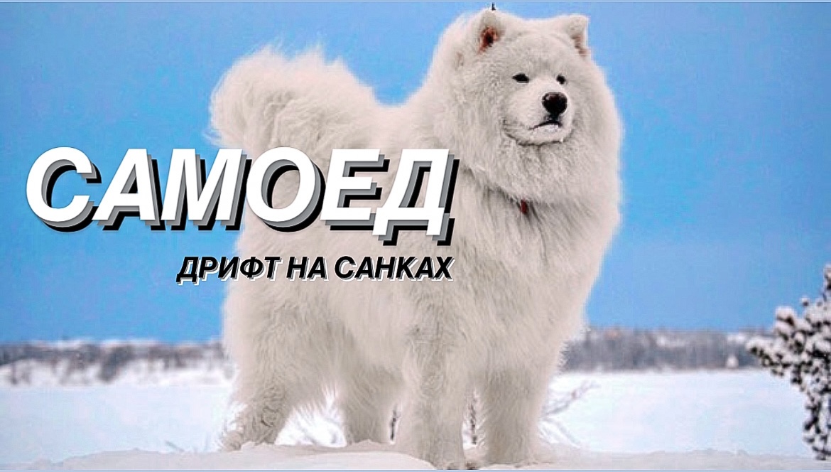 САМОЕД! СОБАКА В УПРЯЖКЕ! КАТАЕМСЯ НА САНКАХ