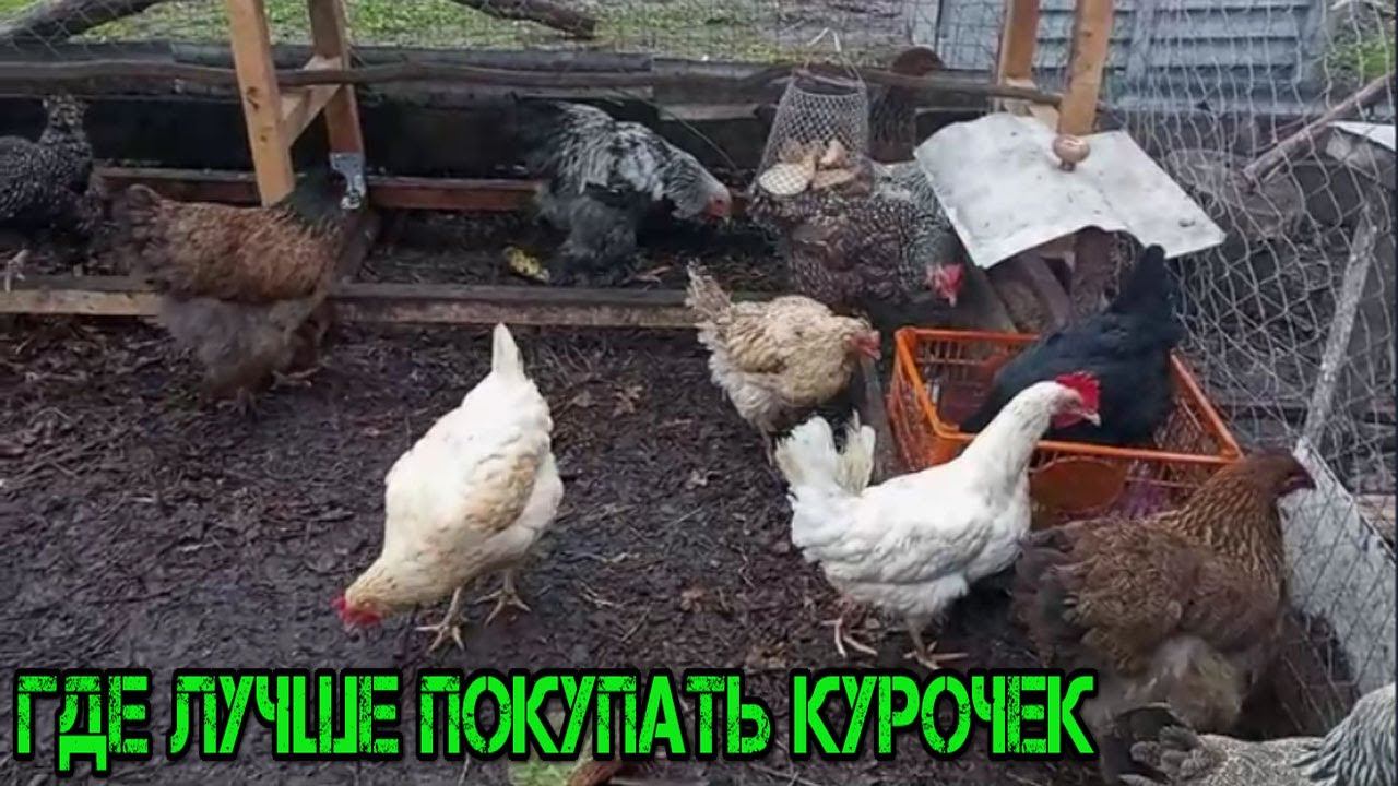 ГДЕ ЛУЧШЕ ПОКУПАТЬ КУРОЧЕК