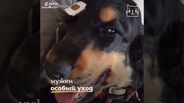 Самые длинные ресницы /animal