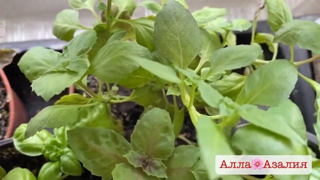 #пряности #базилик #урожайнаподоконнике  Выращиваем базилик в квартире