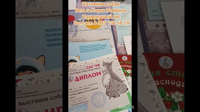 Инвалид нерабочей группы, чтобы не умереть должен работать. Это Россия!!!  документы на щенков Вельш