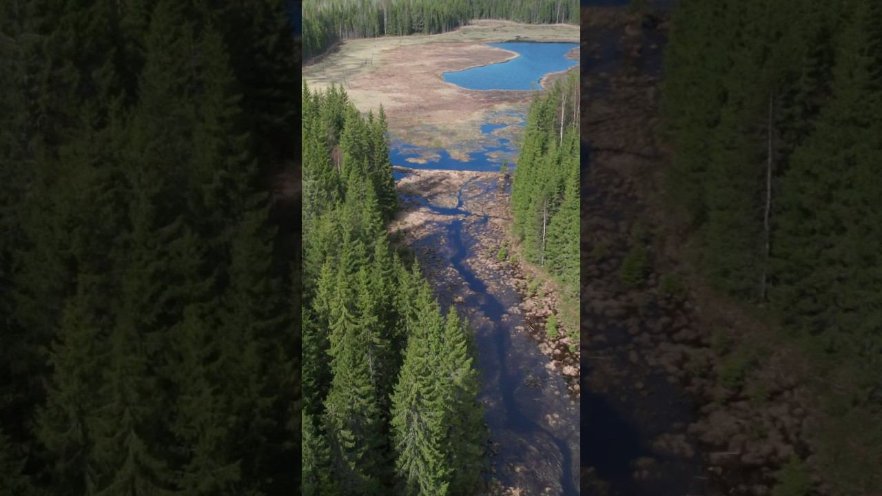 Природа России #вода #drone #затопило #dji #лес #природа #природароссии #air2s #болото