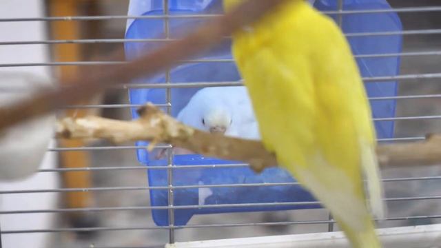 lutino  albino crossbreeding ? budgie growth stages